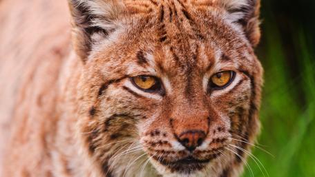 Majestic Lynx in Nature's Embrace wallpaper
