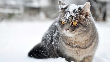 Snowy Cat Adventure in Winter Wonderlands wallpaper