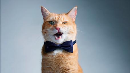 Dapper Cat in a Bowtie wallpaper