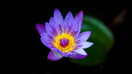 Vibrant Water Lily Blossom in 4K Detail wallpaper