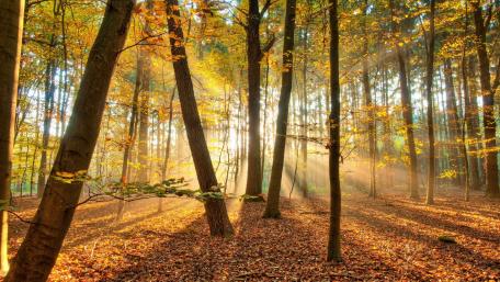 Golden Autumn Forest Serenity wallpaper