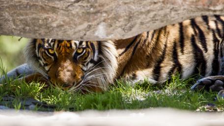 Majestic Tiger in Lush Habitat wallpaper