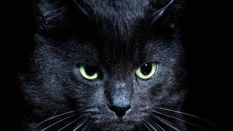 Mystical Black Cat Gaze wallpaper