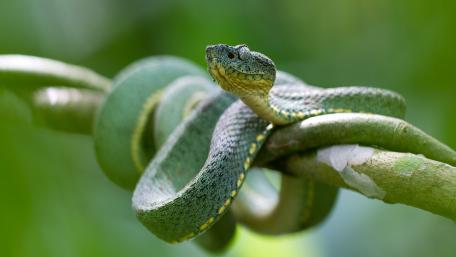 Emerald Beauty in the Canopy wallpaper