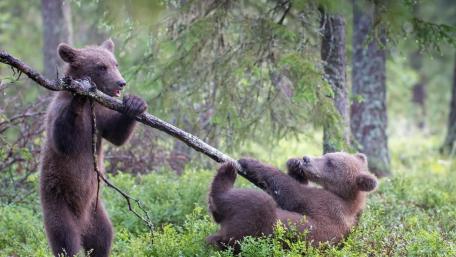 Playful Bear Cubs in Nature wallpaper