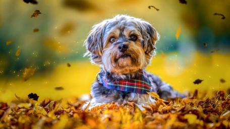 Charming Dog Amidst Autumn Leaves wallpaper