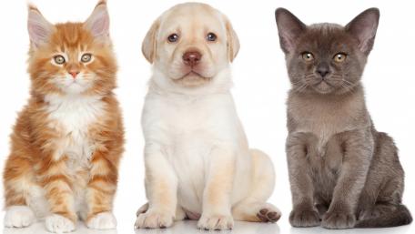 Adorable Pets Together in a Charming Portrait wallpaper
