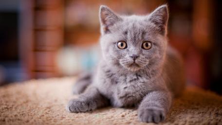 Adorable Grey Kitten Relaxing on a Cozy Surface wallpaper