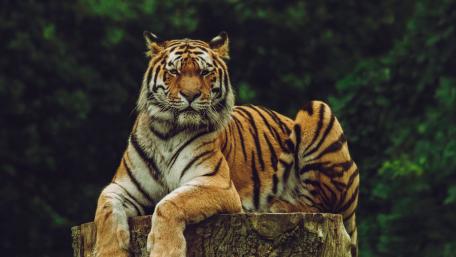 Majestic Tiger Lazing in Nature's Embrace wallpaper