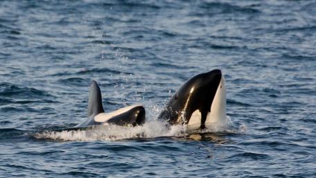 Majestic Orcas Swimming Together in Ocean Waves wallpaper