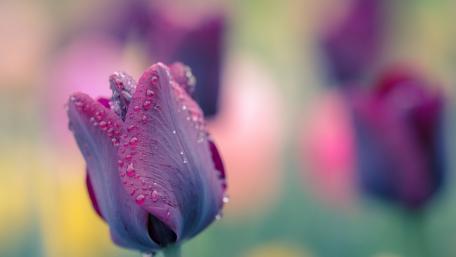 Delicate Tulip in Soft Focus with Raindrops wallpaper