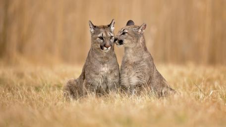 Majestic Cougars in Their Habitat wallpaper