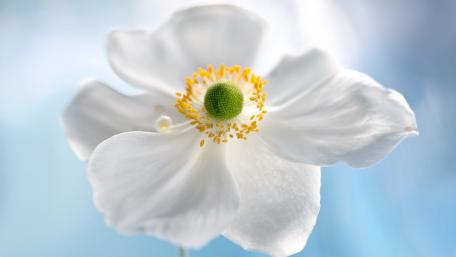 Elegant White Flower with Vibrant Green Center wallpaper