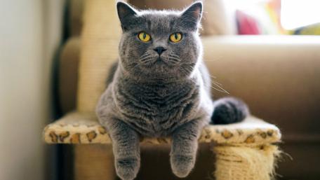 Majestic Gray Cat Relaxing on a Cat Tree wallpaper