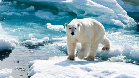 Majestic Polar Bear in Icy Habitat wallpaper