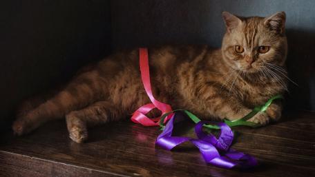 Playful Cat with Colorful Ribbons wallpaper
