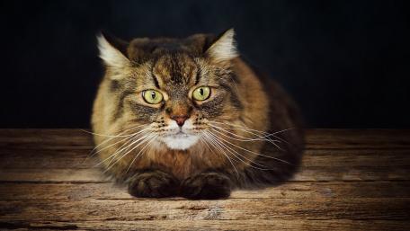 Majestic Feline in a Dark Setting wallpaper