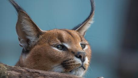 Majestic Caracal Captured in Detail wallpaper