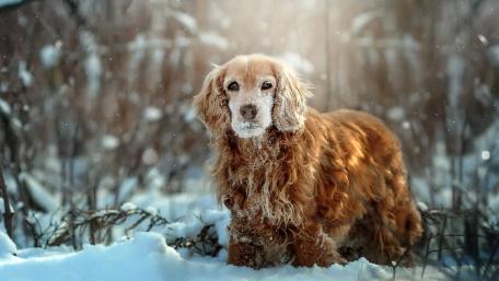 Majestic Dog in Winter Wonderland wallpaper