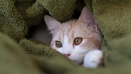 Cozy Cat Nestled in Green Blanket wallpaper