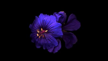 Vibrant Purple Flower Against Black Background wallpaper