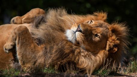 Majestic Lion Relaxing in Nature wallpaper