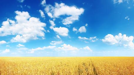 Golden Fields Under a Bright Sky wallpaper