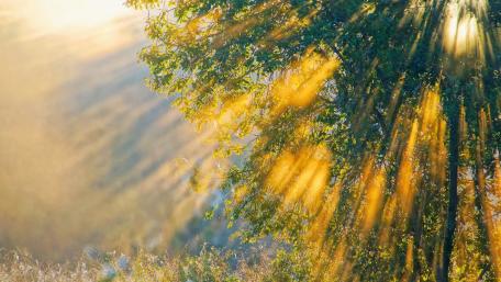Golden Sunrays Through Lush Green Tree Leaves wallpaper