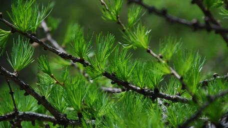 Vibrant Green Pine Needles in Nature's Embrace wallpaper