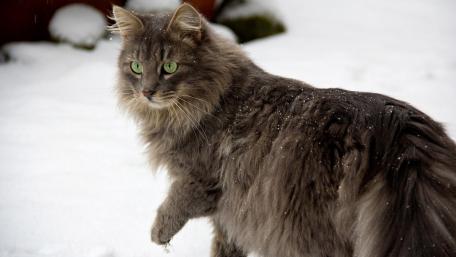Winter Elegance of a Feline Friend wallpaper