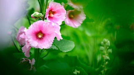 Delicate Pink Blossoms in Lush Greenery wallpaper