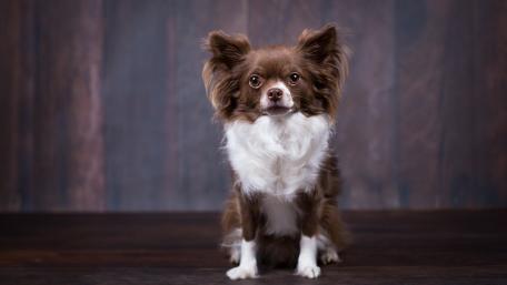 Charming Chihuahua in a Rustic Setting wallpaper
