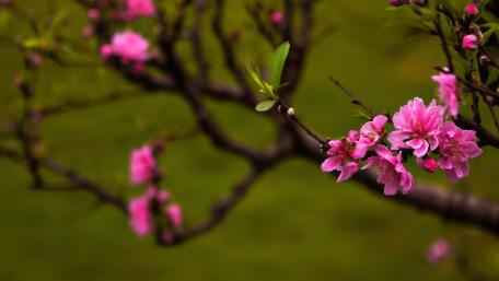 Blossoming Pink Flowers on a Serene Branch wallpaper