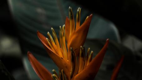 Exotic Orange Flower in Nature's Embrace wallpaper