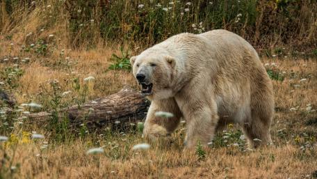 Majestic Polar Bear Roaming the Wilderness wallpaper