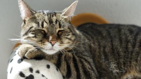 Cozy Cat Nap in Sunlight wallpaper