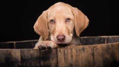 Adorable Labrador Pup in a Barrel wallpaper