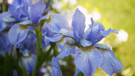 Delicate Blue Irises in Bloom wallpaper