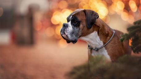 Boxer Dog in a Warm and Cozy Setting wallpaper