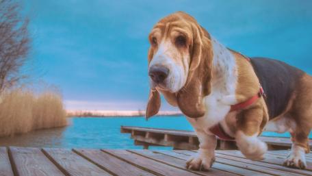 Charming Basset Hound by the Water wallpaper