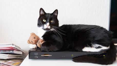 Charming Cat with Teddy Bear on Media Device wallpaper