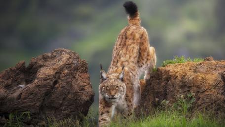 Majestic Lynx in Natural Habitat wallpaper
