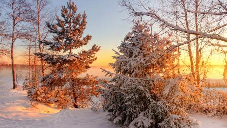 Winter Wonderland at Dawn wallpaper