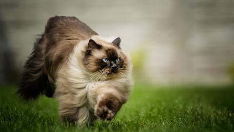 Elegant Cat in Motion Stunning Nature Background wallpaper