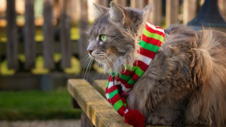 Festive Feline in a Cozy Scarf wallpaper