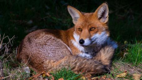 Elegant Fox in Natural Habitat wallpaper