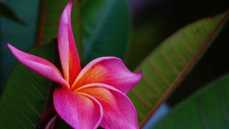 Vibrant Pink Flower Amidst Lush Greenery wallpaper