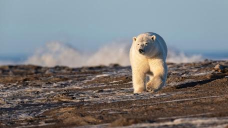 Majestic Polar Bear on Icy Shoreline wallpaper