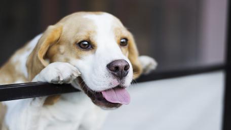 Adorable Beagle Waiting for Attention wallpaper