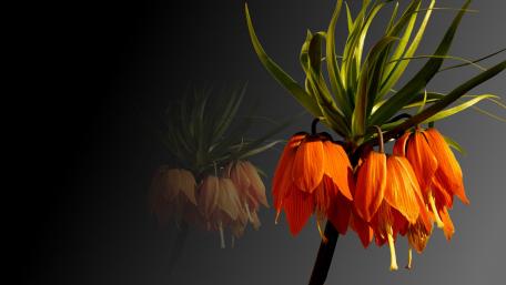 Vibrant Orange Flowers Against a Dark Background wallpaper